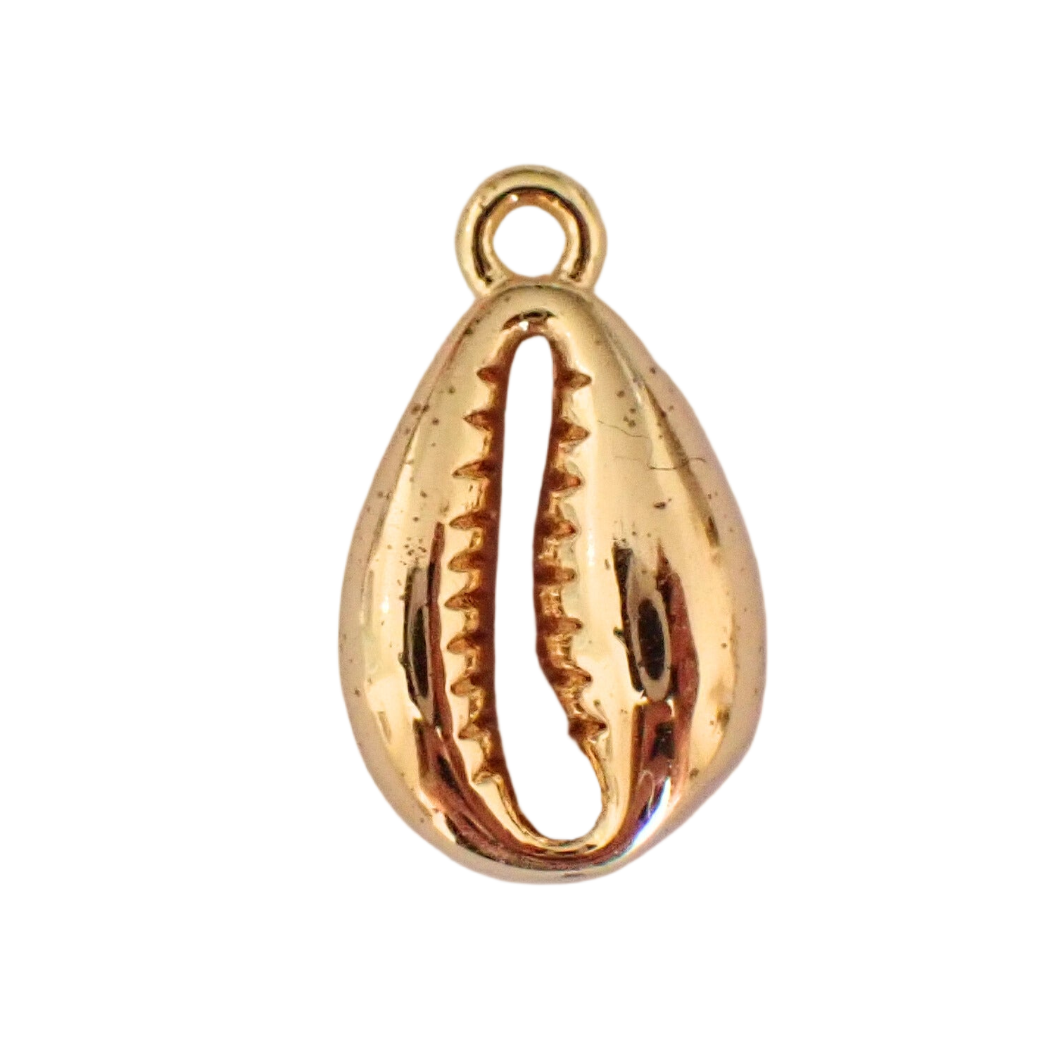 Cowrie Shell